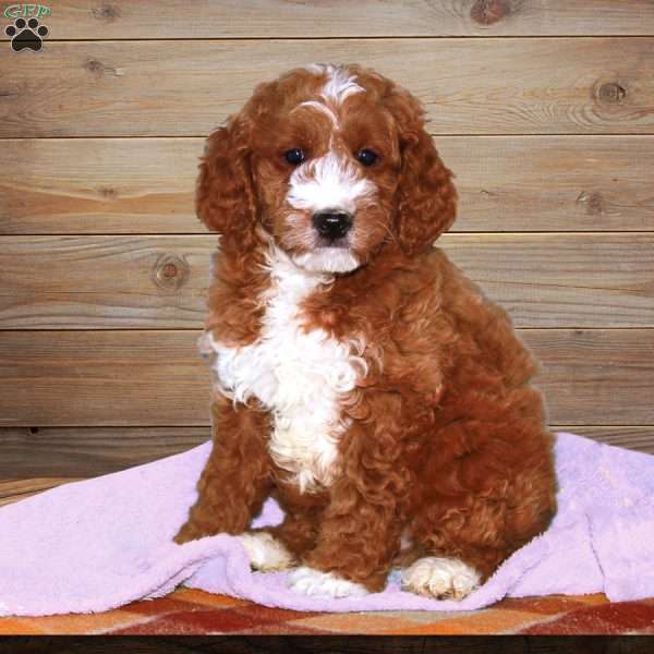 Samson, Mini Goldendoodle Puppy